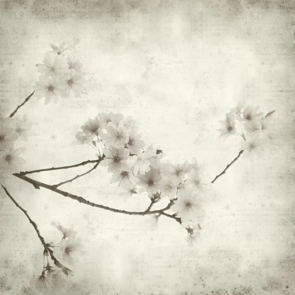 Texturou staré papírové pozadí s jarní kvetoucí větve — Stock fotografie