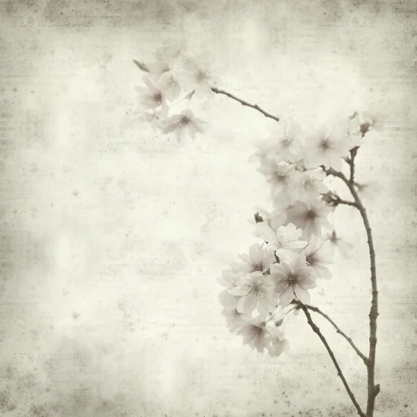 Vecchio sfondo di carta strutturata con ramo fiorito primavera — Foto Stock