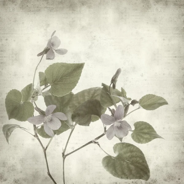 Textured old paper background with wild violet flower — Stock Photo, Image