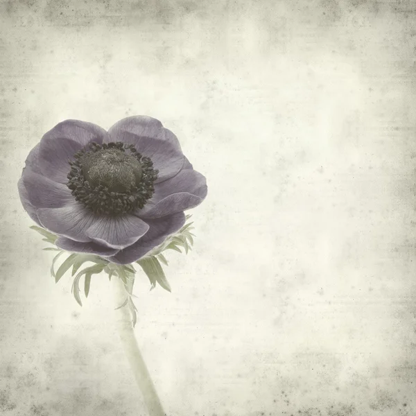 stock image Textured old paper background with graden anemone