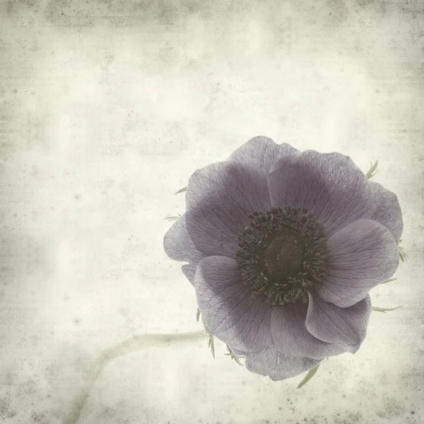 Stock image Textured old paper background with graden anemone