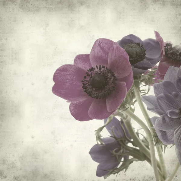 stock image Textured old paper background with graden anemone