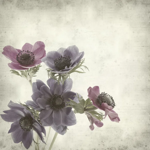 Textured old paper background with graden anemone — Stock Photo, Image