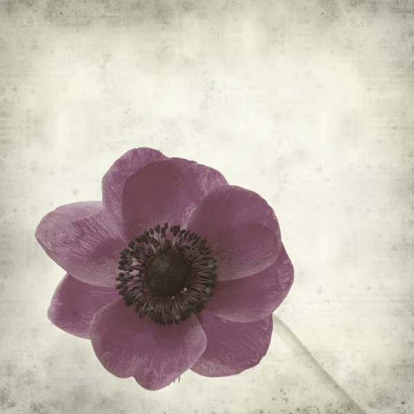 stock image Textured old paper background with graden anemone