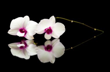 Small branch of beautiful white dendrobium orchid with dark purple centers clipart