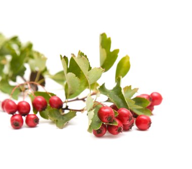 Alıç (Crataegus; thornapple) üzerinde beyaz backgro izole kümeleri çilek