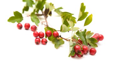 Alıç (Crataegus; thornapple) üzerinde beyaz backgro izole kümeleri çilek