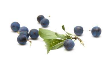 Prunus spinosa (karaçalı; yaban eriği) küçük dal üzerinde WHI izole çilek ile