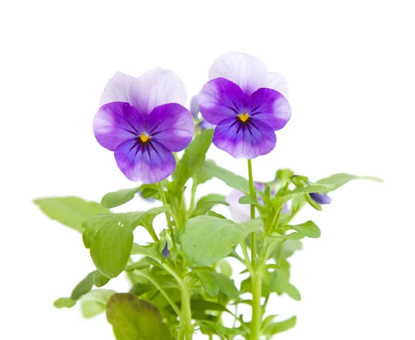 Garden viola plant with purple flowers; isolated on white; — Stock Photo, Image