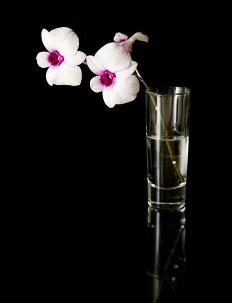 stock image Small branch of beautiful white dendrobium orchid with dark purple centers