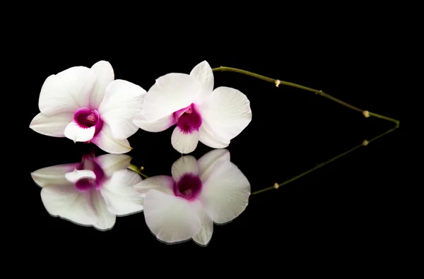 Kleiner Zweig einer schönen weißen Dendrobium-Orchidee mit dunkelvioletten Zentren — Stockfoto