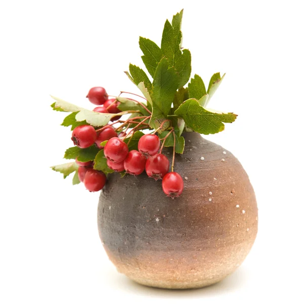 サンザシ (サンザシ、ソーンアップル) 果実クラスター smalll でラウンド茶色 vas — ストック写真