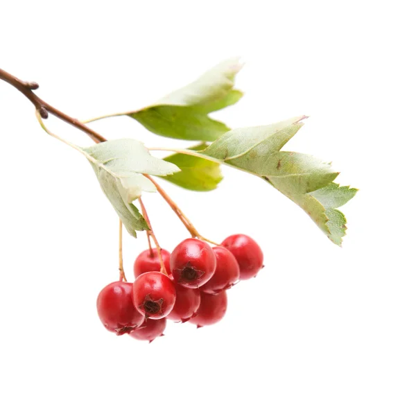 Hawthorn (Crataegus; thornapple) berries cluster isolated on white backgrou — Stock Photo, Image