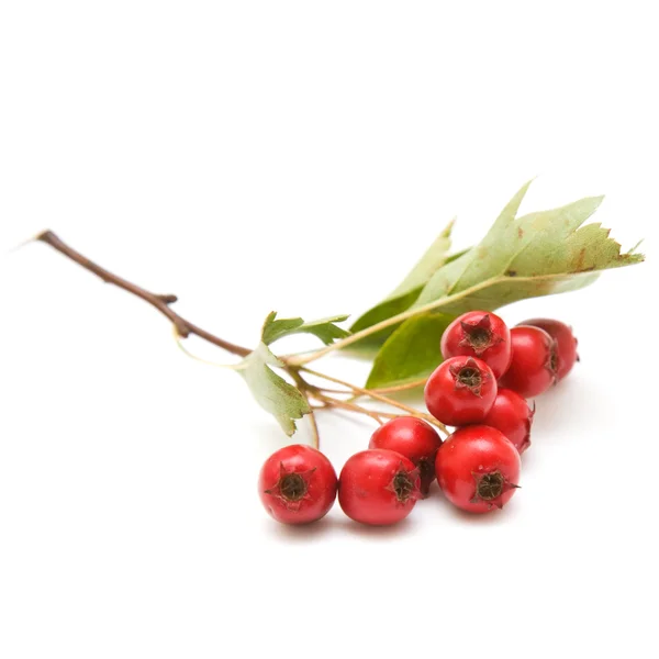 Hawthorn (Crataegus; thornapple) berries cluster isolated on white backgrou — Stock Photo, Image
