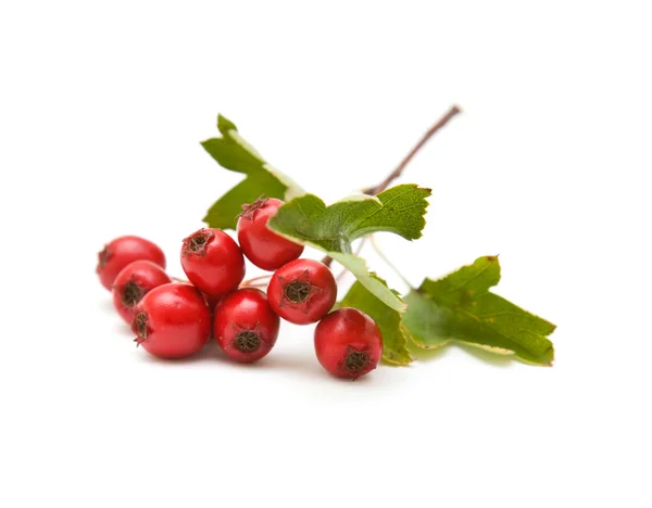 Hawthorn (Crataegus; thornapple) berries clusters isolated on white backgro — Stock Photo, Image