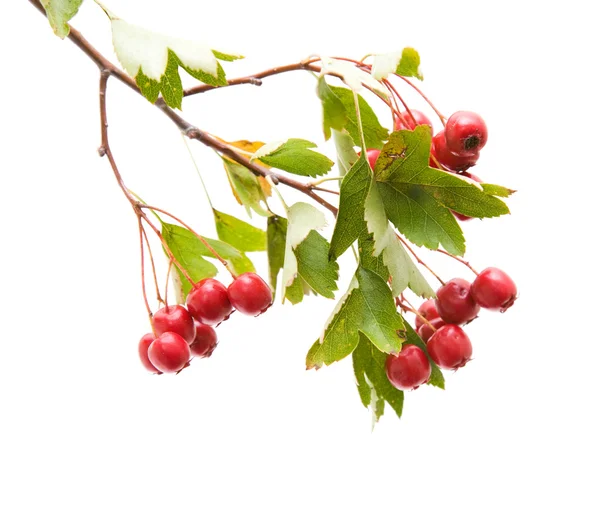 Hawthorn (Crataegus; thornapple) berries clusters isolated on white backgro — Stock Photo, Image