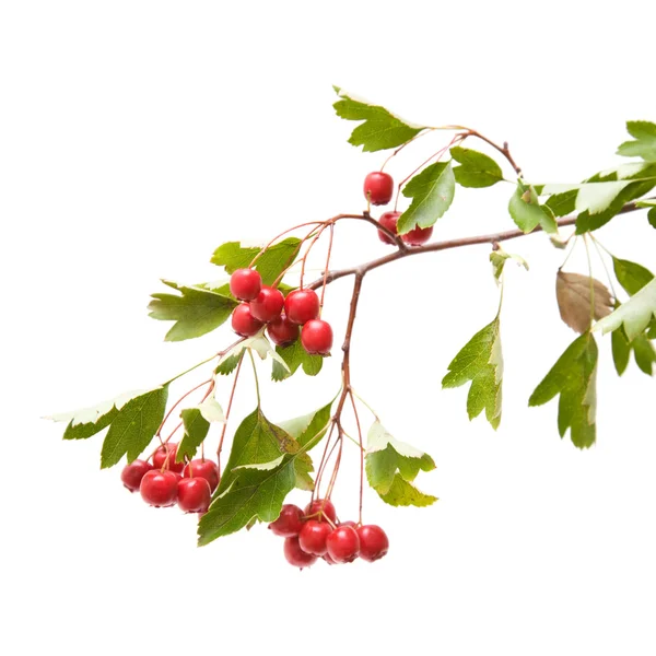 호손 (산사, thornapple) 딸기 흰색 backgro에 고립 된 클러스터 — 스톡 사진