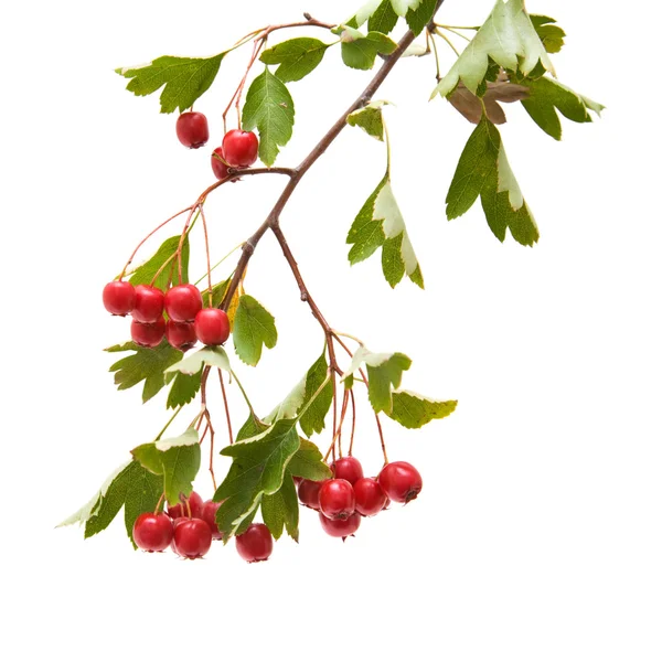 호손 (산사, thornapple) 딸기 흰색 backgro에 고립 된 클러스터 — 스톡 사진