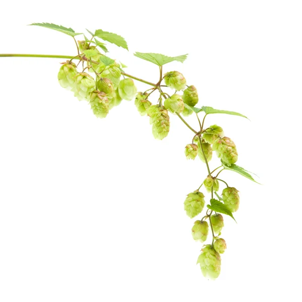 Hops (Humulus lupulus) branch isolated on white background — Stock Photo, Image