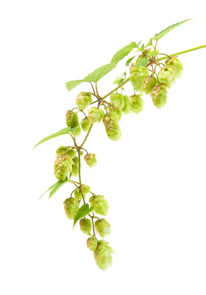 Hops (Humulus lupulus) branch isolated on white background — Stock Photo, Image