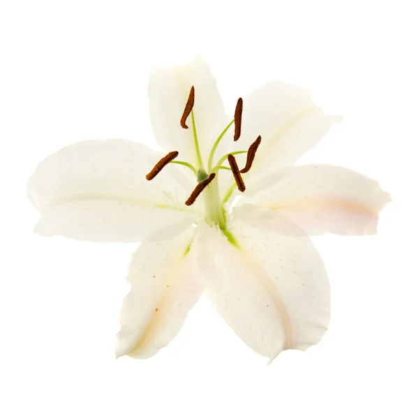 Weiße Lilie Blume isoliert auf schwarzem Hintergrund — Stockfoto
