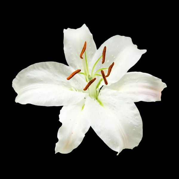 Witte lily bloem geïsoleerd op zwarte achtergrond; vierkante gewas — Stockfoto