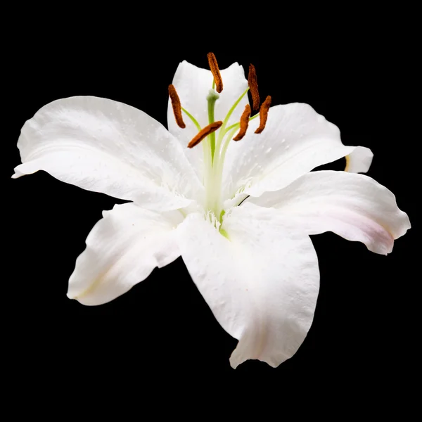 Flor de lírio branco isolado no fundo preto; colheita quadrada — Fotografia de Stock