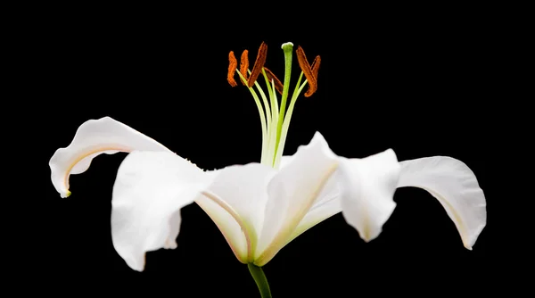 White lily flower isolated on black background; side view; horizontal compo — Stock Photo, Image