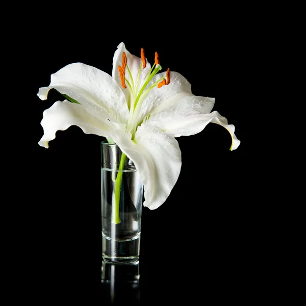 Flor de lirio blanco en un pequeño vaso sobre superficie reflectante aislada; sobre negro — Foto de Stock