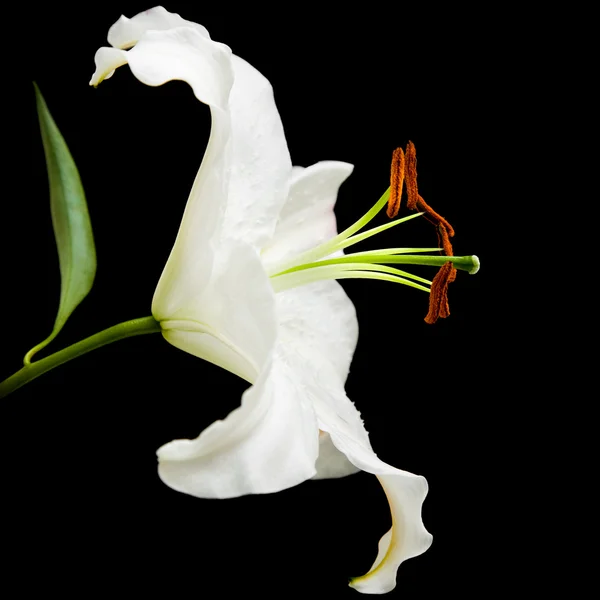 Weiße Lilienblüte isoliert auf schwarzem Hintergrund; Seitenansicht; diagonale Kompositionen — Stockfoto