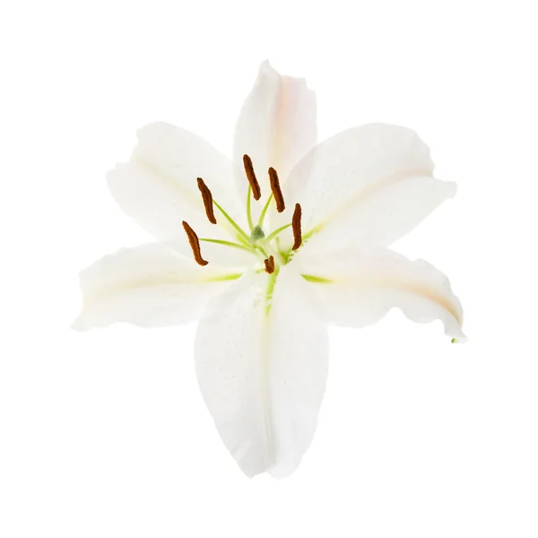 Witte lily bloem geïsoleerd op zwarte achtergrond — Stockfoto