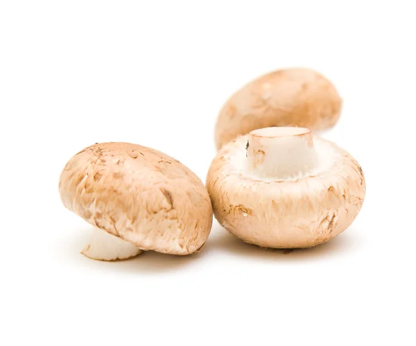 Hnědé houby izolované na bílém — Stock fotografie
