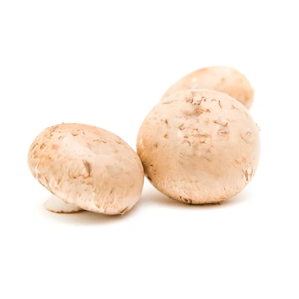 Коричневые грибы изолированы на белом — стоковое фото
