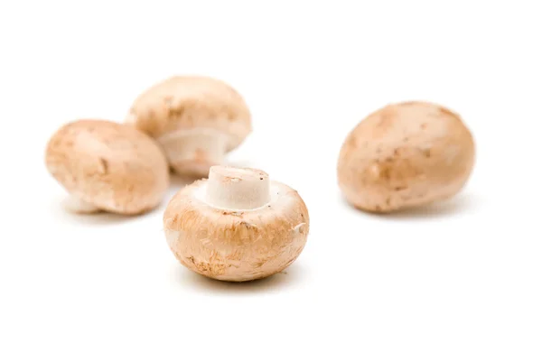 Funghi marroni isolati su bianco — Foto Stock