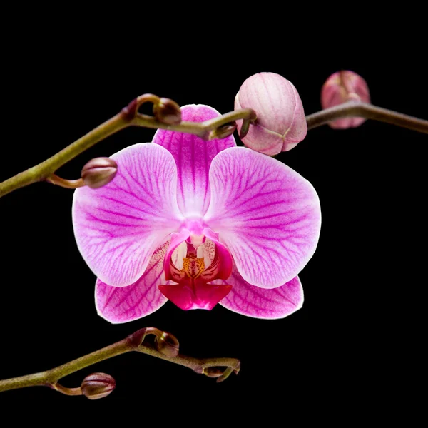Pembe çizgili phalaenopsis orkide kara izole, — Stok fotoğraf