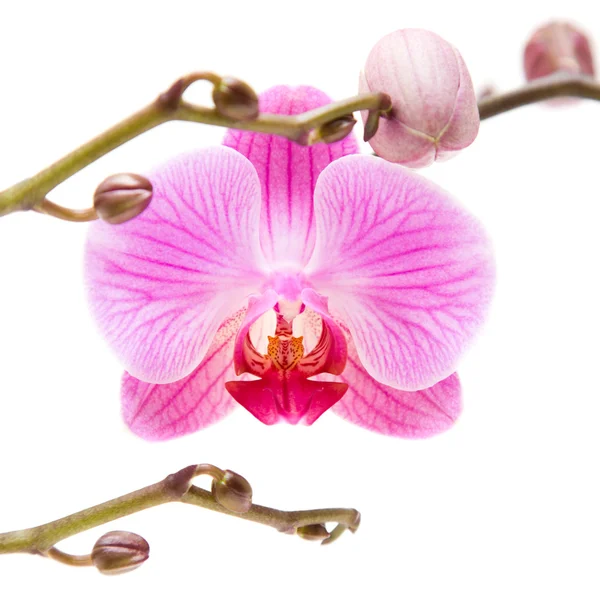 Orquídea phalaenopsis estriada rosa aislada en blanco, — Foto de Stock