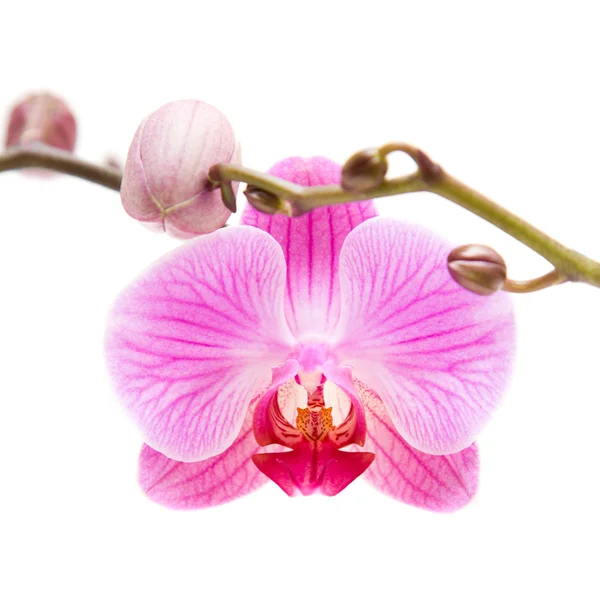 Orquídea phalaenopsis estriada rosa aislada en blanco, — Foto de Stock