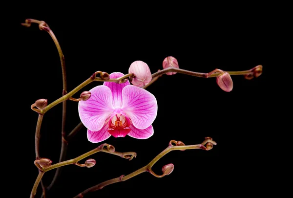 Orchidea phalaenopsis a strisce rosa isolata su nero , — Foto Stock