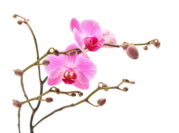 Rosa stripig falaenopsis orkidé isolerad på vit, — Stockfoto
