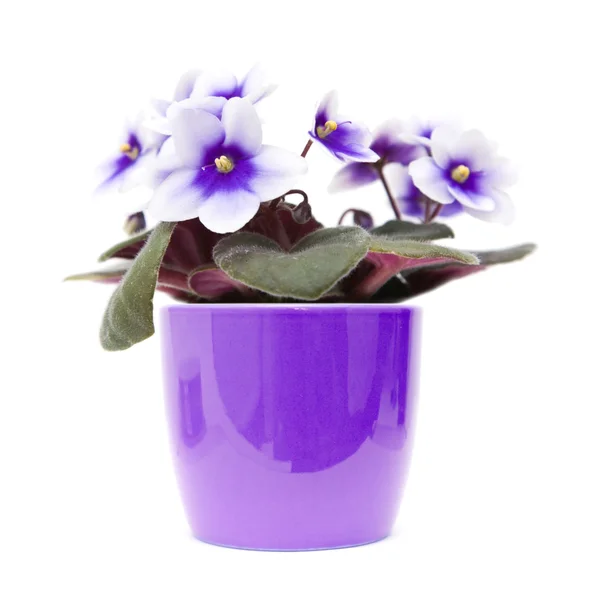 African violet with dark purple to white variegation in bright purple pot, — Stock Photo, Image