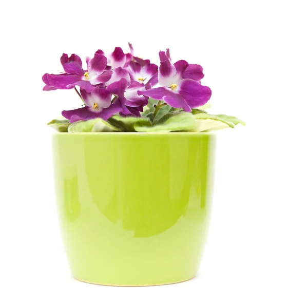 African violet with dark pink to white variegation in bright green pot, iso — Stock Photo, Image