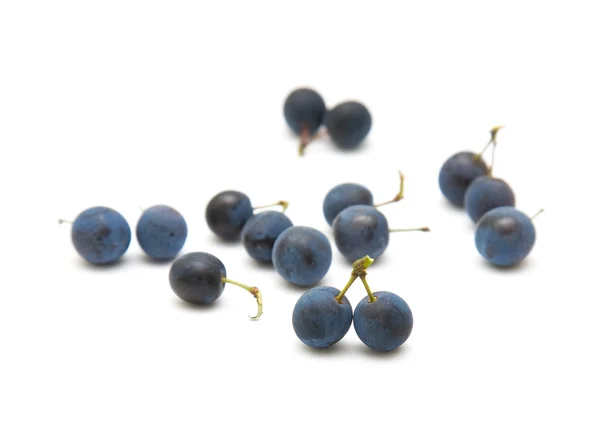 Prunus spinosa (Schlehen; Schlehen) vereinzelte Beeren auf weißem Grund — Stockfoto