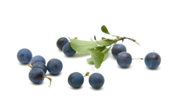 Prunus spinosa (Śliwa tarnina, tarniny) mały oddział z jagód na białym tle na whi — Zdjęcie stockowe
