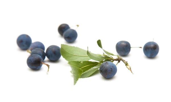 Prunus spinosa (Schlehe; Schlehe) kleiner Zweig mit Beeren isoliert auf — Stockfoto