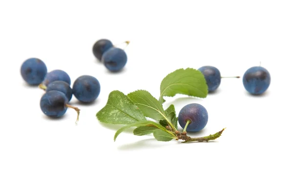 Prunus spinosa (Schlehe; Schlehe) kleiner Zweig mit Beeren isoliert auf — Stockfoto