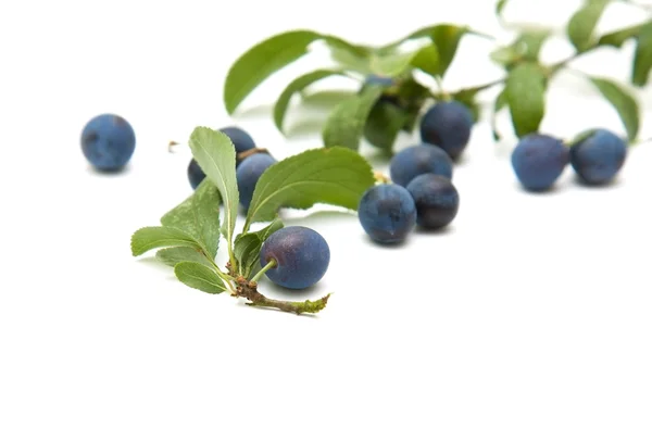 Prunus spinosa (slån), slånbär, liten gren med bär isolerad på whi — Stockfoto