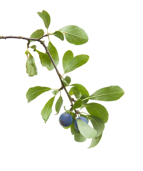 Prunus spinosa (blackthorn; κορόμηλο) μικρό υποκατάστημα με μούρα που απομονώνονται σε whi — Φωτογραφία Αρχείου