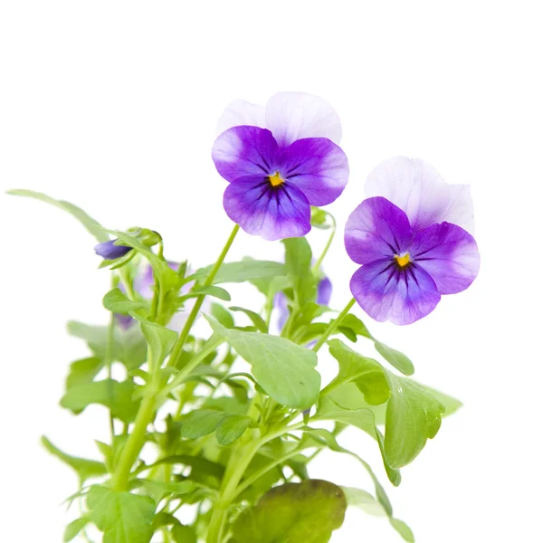 Garden viola plant with purple flowers, isolated on white — Stock Photo, Image