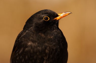 Balckbird