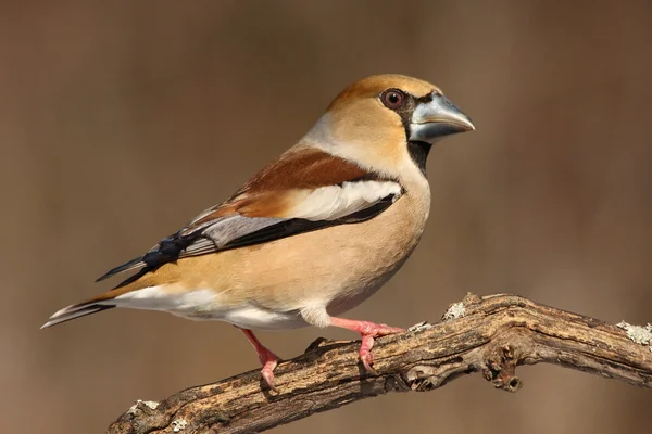 stock image Hawfinch